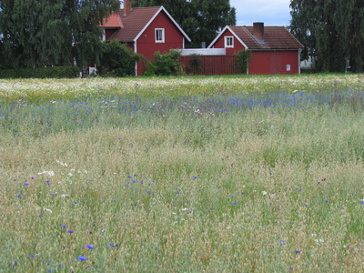 Schwedens alte Häuser
<br />
Bild Katrin Krähenbühl / pixelio.de