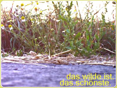 unkraut-schoen