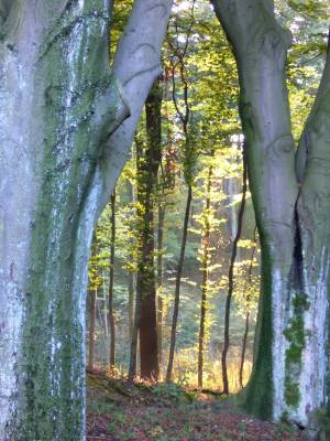 Herbstnachmittag