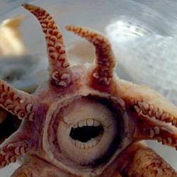 Promachoteuthis sulcus