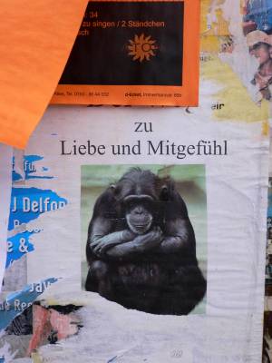 Esoterik-müder Affe... Esoterik-müder Affe...
