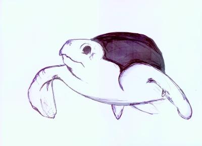 turtle
