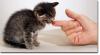 6539feed_kitten_finger