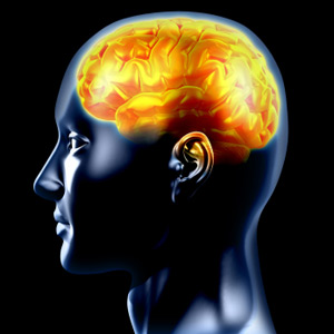brain-diagram-9