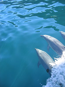 delfine