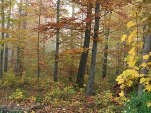 herbst5