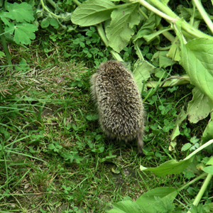 igel21