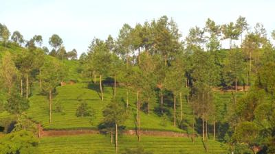 003Teeplantage