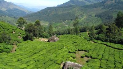 004Teeplantage