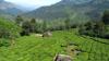 004Teeplantage