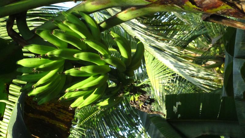 Fruit8