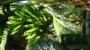 Fruit8
