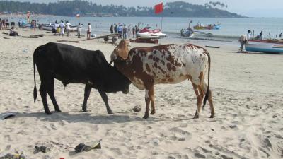 Goa07