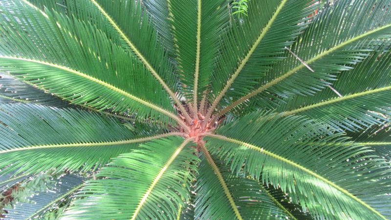 fruit3