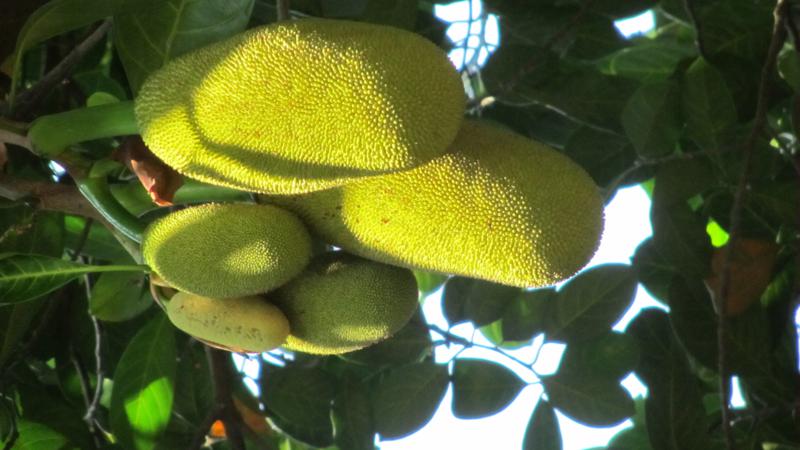 fruit5