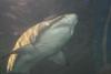 Ein echt grosser Hai im weltgroessten Aquarium
