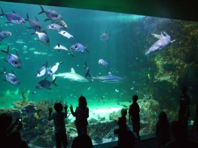 Eines der riesigen Becken im Sydney Aquarium
