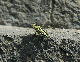 Dragonfly on the Tumpang temple