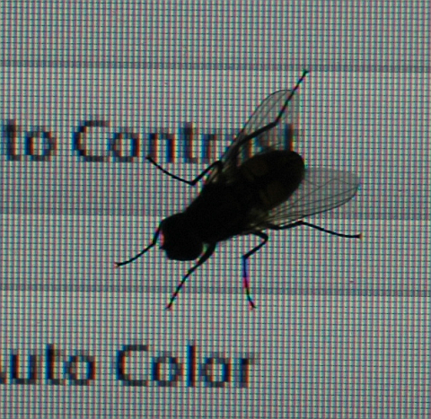 Fliege vor Monitor
