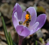 Bienen im Frühling