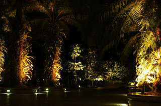 Night in the Botanical Garden