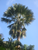 Palmtree in the Botanical Gardens