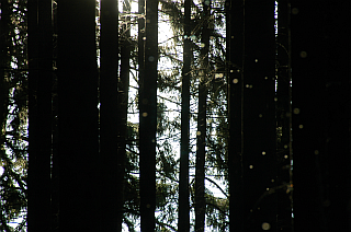 Schnacken im Wald