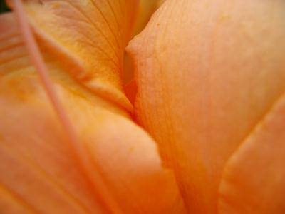 orange-petals-1