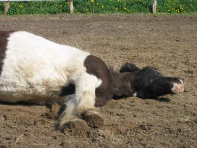 Totes-Pony-oder-doch-nur-Mittagsschlaf