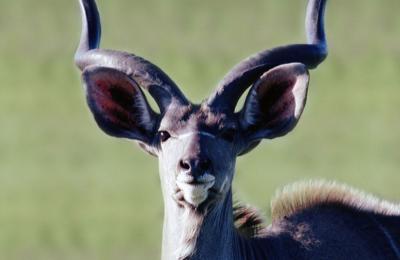 Kudu