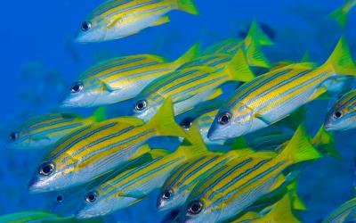 multiple-fishes-wallpaper-1920x1200