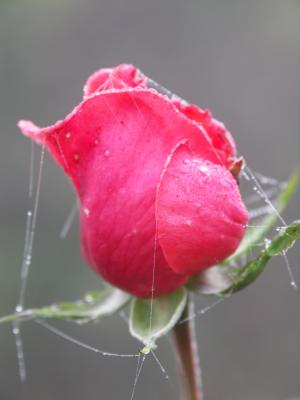 Spinnennetz auf der (Nebel)Rose