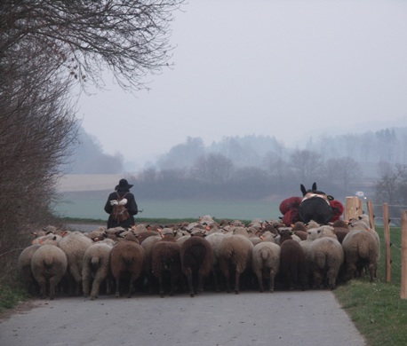 Hirt-Esel-Schafe