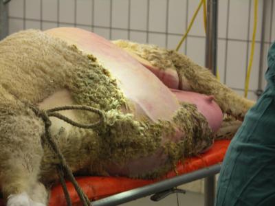 Schaf bei der Vorbereitung zur Operation
