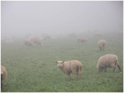 Nebel-Schafe-r