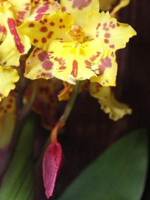 Orchidee-Cambria