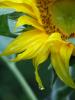 Regentropfen-an-der-Sonnenblume