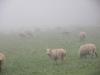Schafe-im-Nebel
