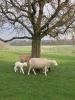 Schafe-und-Ziegen1