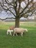 Schafe-und-Ziegen