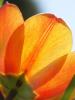 Tulpe-mit-Gegenlicht