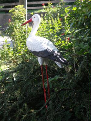 storch