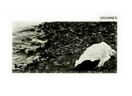 drowned