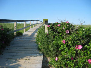 inselrosen