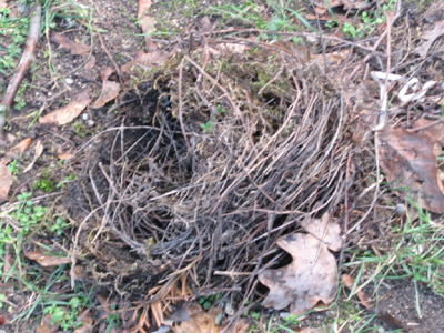 nest