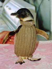 pinguin