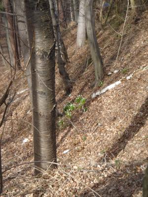 fruehling