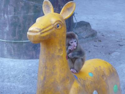 Das-kleine-Affenbaby