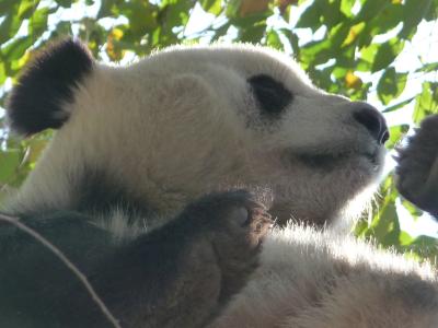 Wir haben das erste Mal in unserem Leben einen Pandabär gesehen und er war einfach nur süß Wir haben das erste Mal in unserem Leben einen Pandabär gesehen und er war einfach nur süß