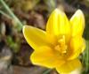 blume1